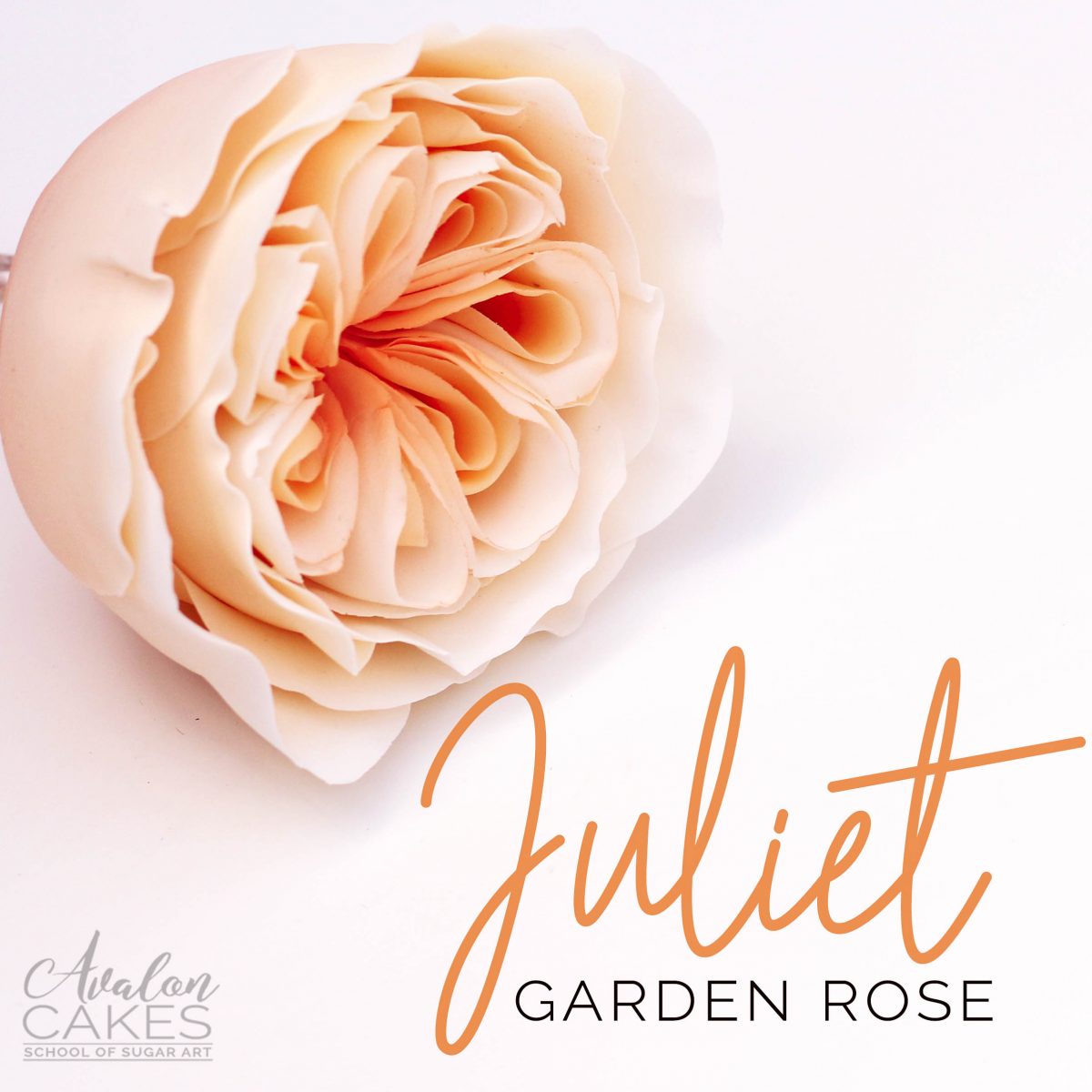 Juliet David Austin Garden Gumpaste Sugar Rose • Avalon Cakes Online School